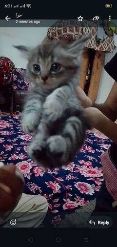 so cute kitten 0