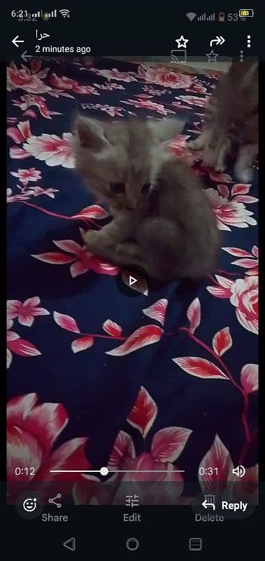 so cute kitten 2