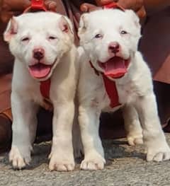 alabai puppies pair full security dogs havey bone for sale