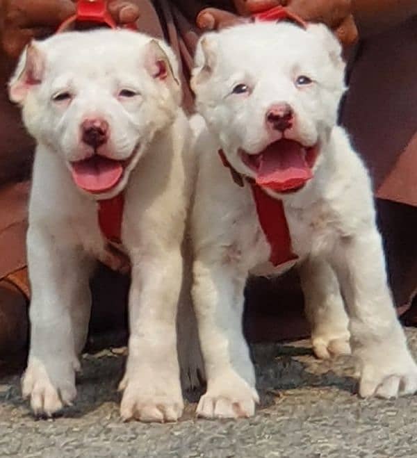 alabai puppies pair full security dogs havey bone for sale 0