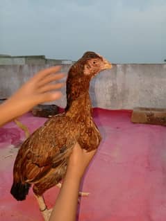 aseel hen for sale