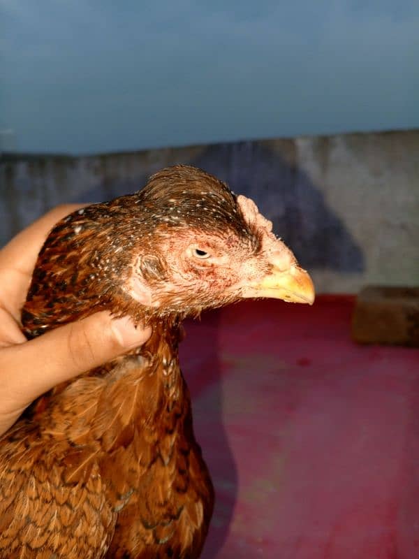 aseel hen for sale 1