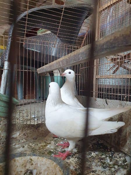 fancy pigeon 5