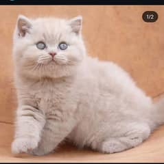 British shorthair, Persian, Siamese, Ragdoll, Scottish fold