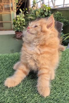 Ginger brown cute Persian Kitten | kitten | Persian kittens |