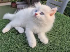 Punch Face Fluffy Persian kitten l Persian cat | kitten | piki face