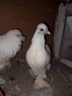 white bantam pair budgies for sale