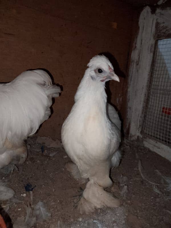 white bantam pair for sale 0