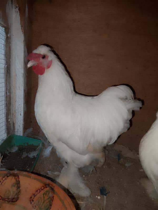 white bantam pair for sale 1