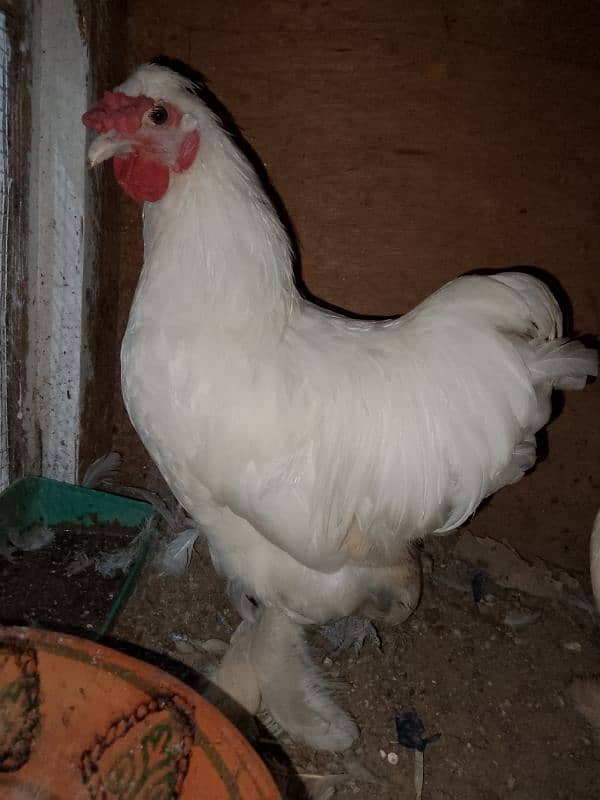 white bantam pair for sale 2