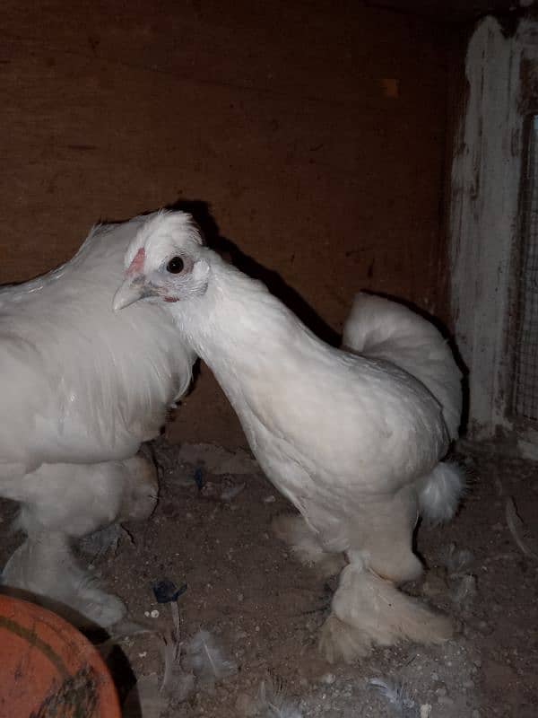 white bantam pair for sale 3