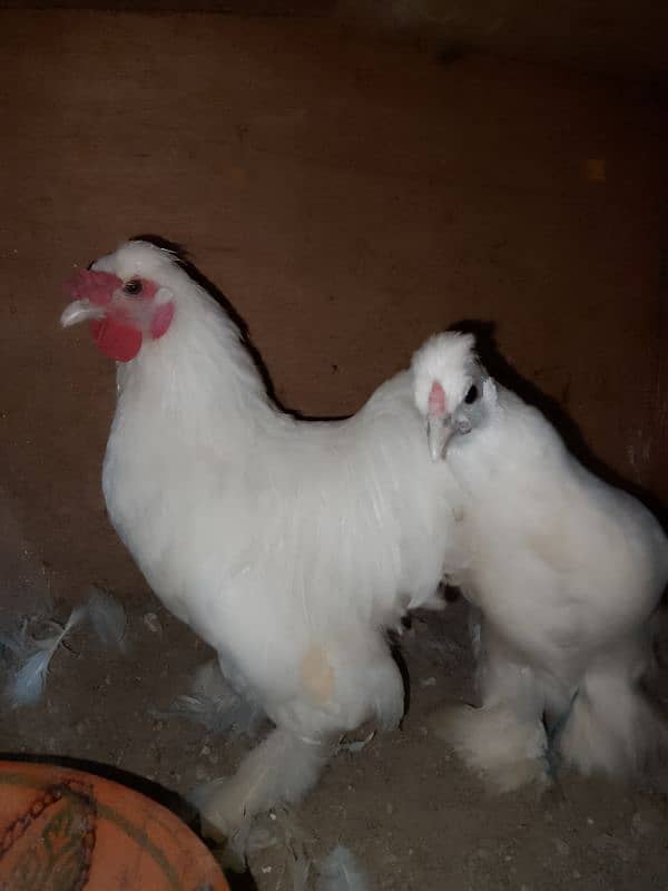 white bantam pair for sale 4