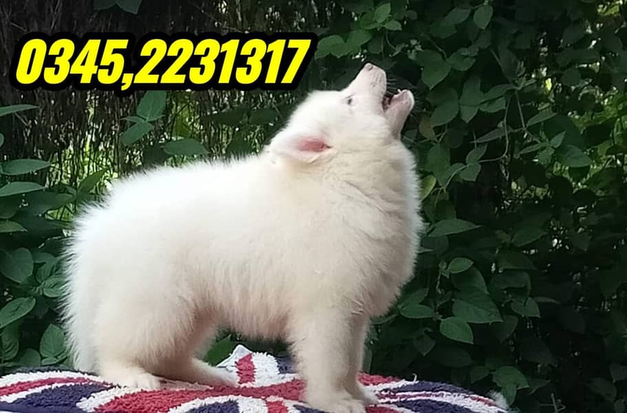 Pomeranian Puppy (03452231317) 2