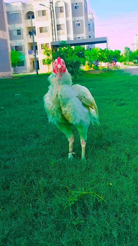 white aseel Murga for sale 0