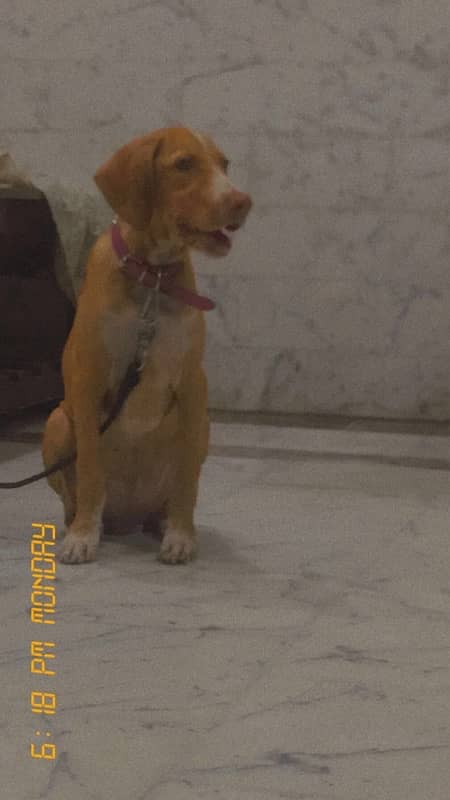 ENGLISH POINTER Puppy 1