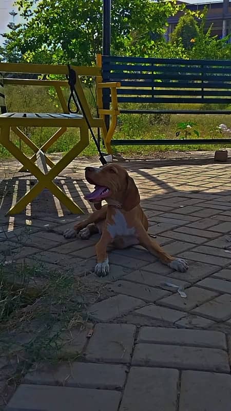 ENGLISH POINTER Puppy 2