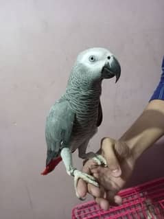 Talking African Grey Adult Male