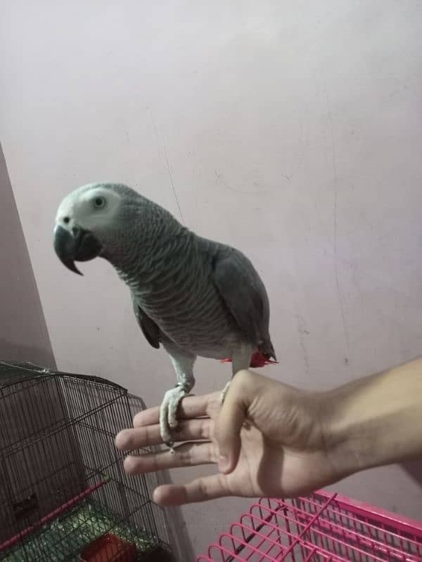 Talking African Grey Adult Male 1