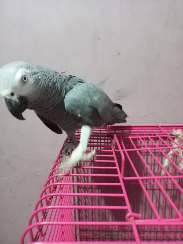 Talking African Grey Adult Male 3