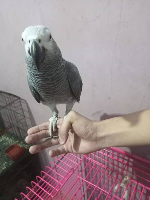 Talking African Grey Adult Male 4