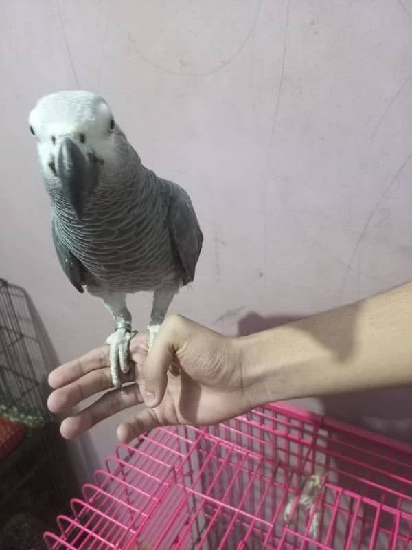 Talking African Grey Adult Male 5