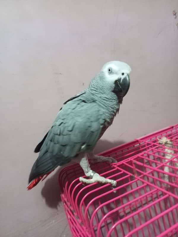 Talking African Grey Adult Male 6