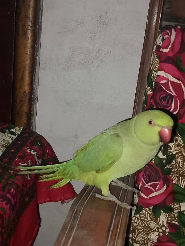 parrots for sale 0