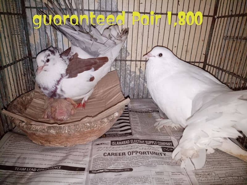 Green Parrot , LAKA Pigeons , Budgies , Cockatiel 1