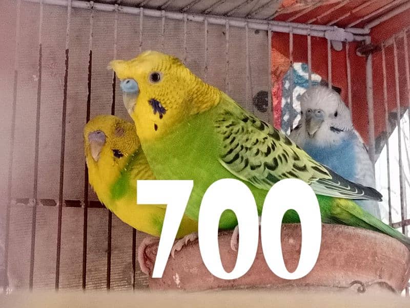 Green Parrot , LAKA Pigeons , Budgies , Cockatiel 7