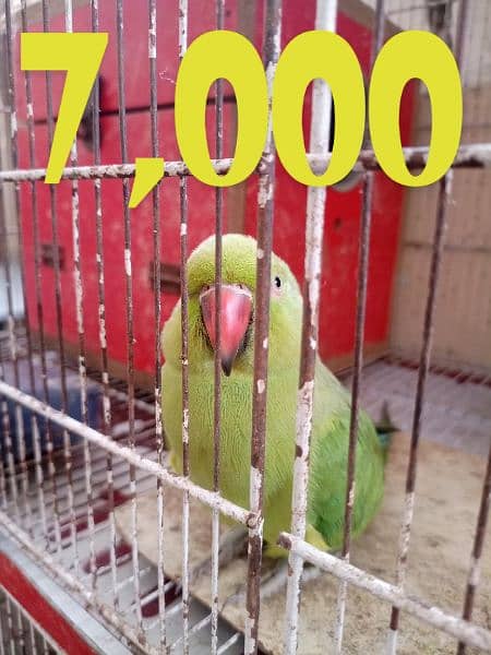 Green Parrot , LAKA Pigeons , Budgies , Cockatiel 9