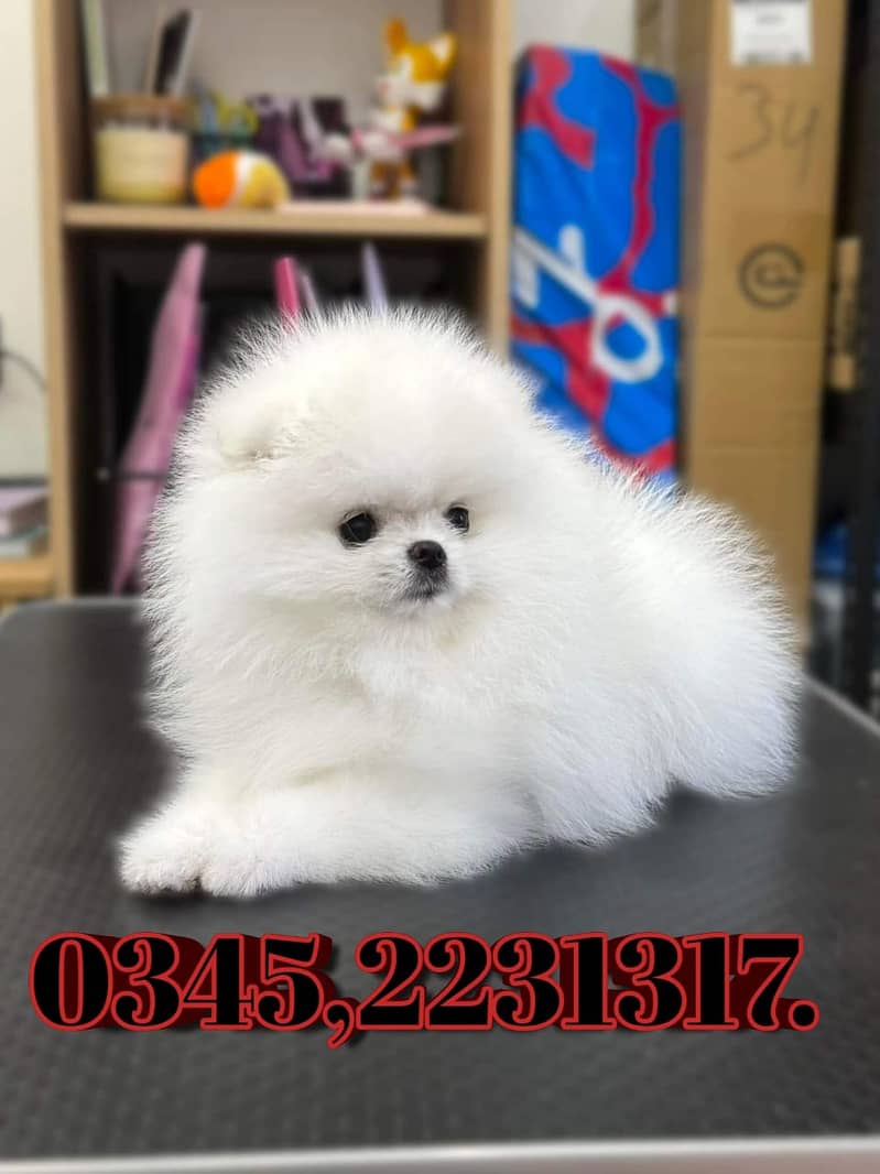 Pomeranian Puppy (03452231317) 1