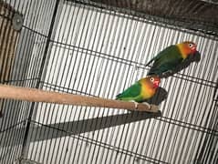 Albino red eye, pestal blue, Fisher, king size budgie pair