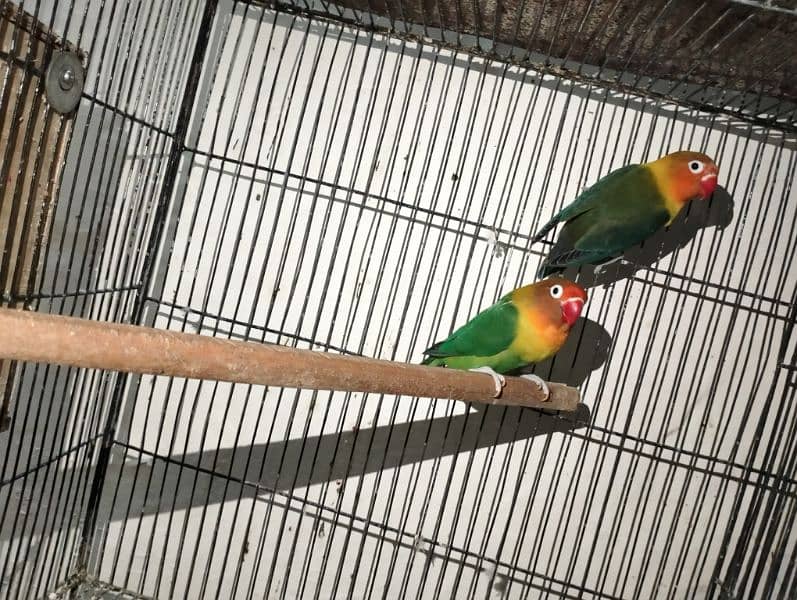 Albino red eye, pestal blue, Fisher, king size budgie pair 0