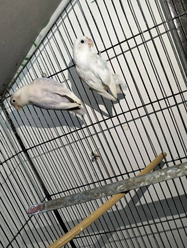 Albino red eye, pestal blue, Fisher, king size budgie pair 1