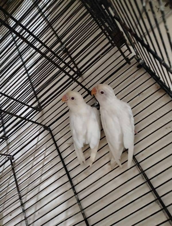 Albino red eye, pestal blue, Fisher, king size budgie pair 2