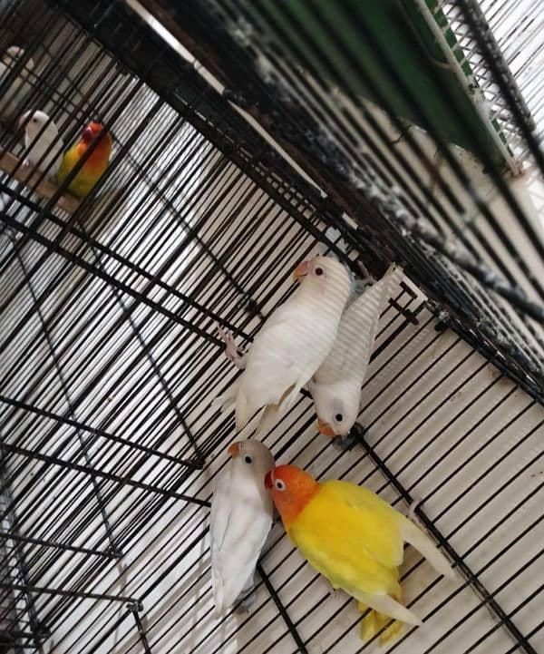 Albino red eye, pestal blue, Fisher, king size budgie pair 3