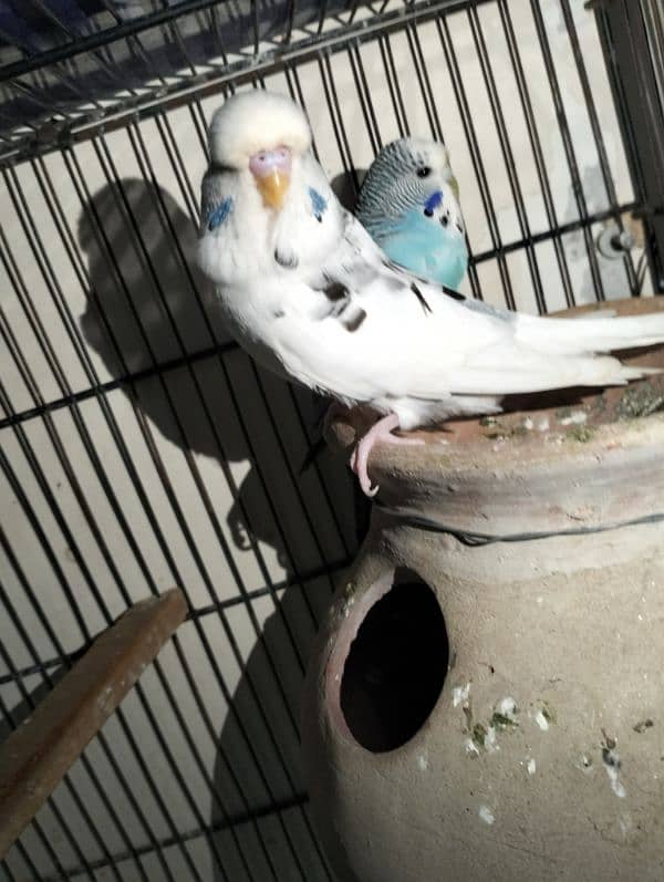 Albino red eye, pestal blue, Fisher, king size budgie pair 4