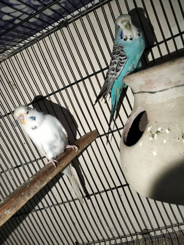 Albino red eye, pestal blue, Fisher, king size budgie pair 5