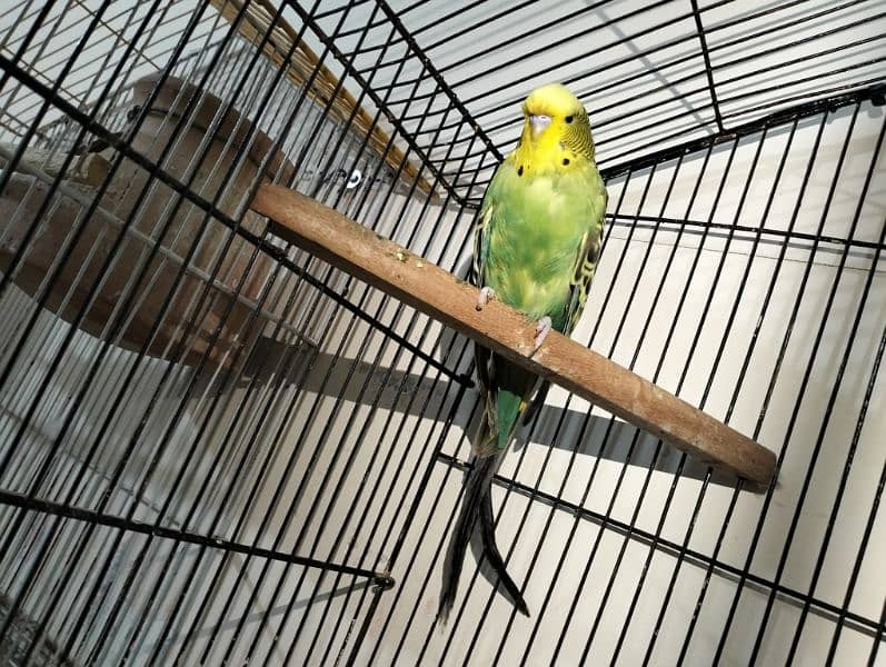 Albino red eye, pestal blue, Fisher, king size budgie pair 6