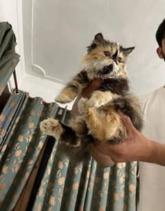 Persian triple coated kittens available for sale