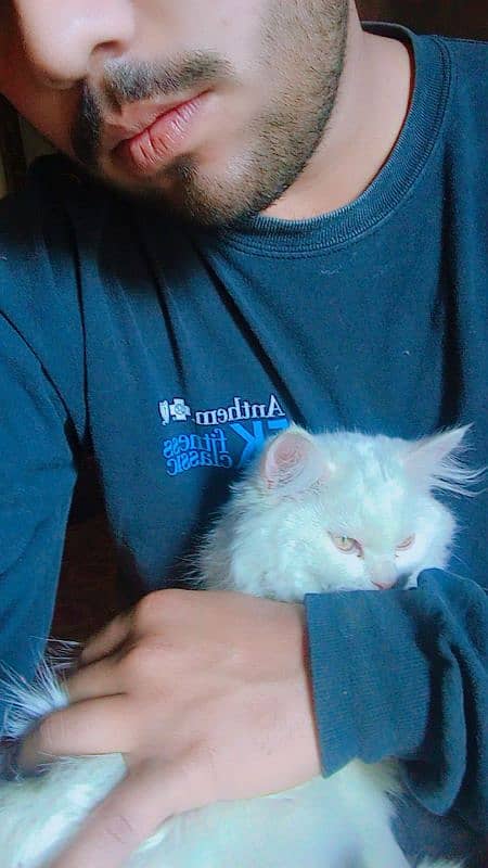 Persian adult and manner able male cat 2