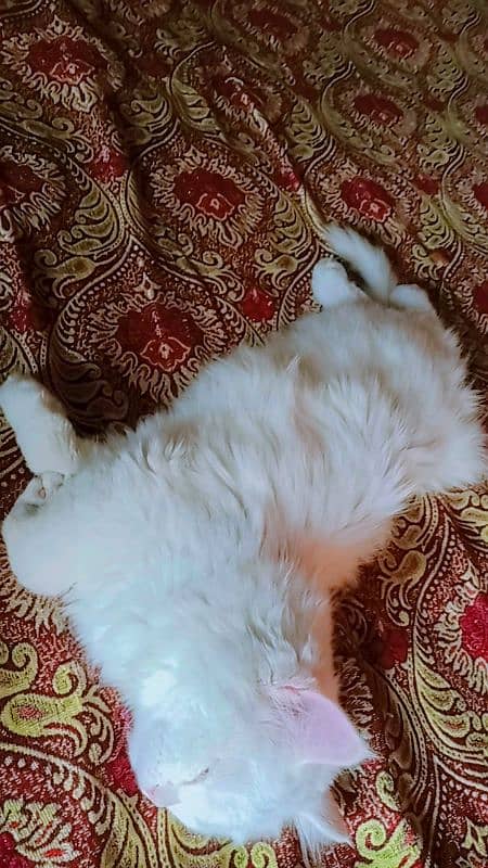 Persian adult and manner able male cat 9