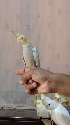 Cockatiel hand tame/ Cockatiel hand raised for sale/ Cocktail for sale