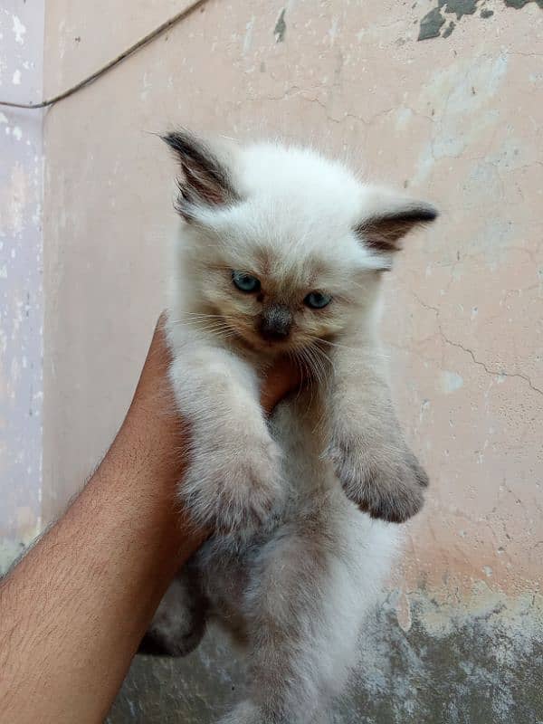 3 Persian kittens 1