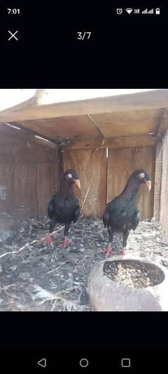 pegions for sale 3000\per