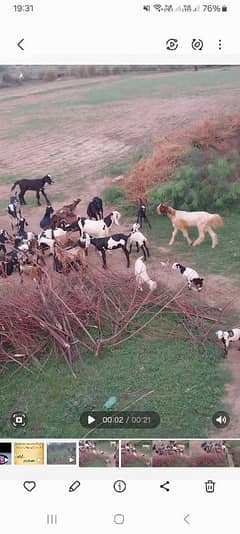 betal goats for sale