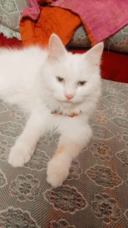 pure persian cats 2