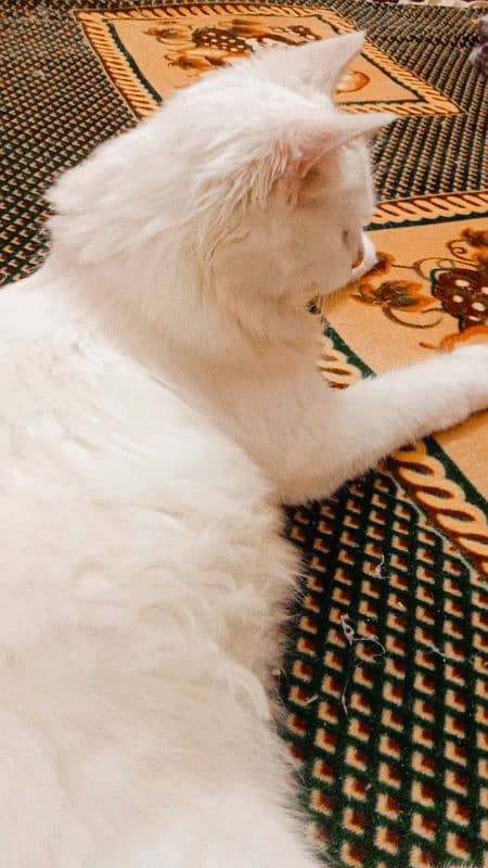 pure persian cats 10