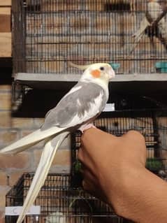 Fully Hand Tame Cockatiel