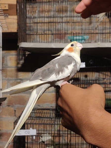 Fully Hand Tame Cockatiel 1